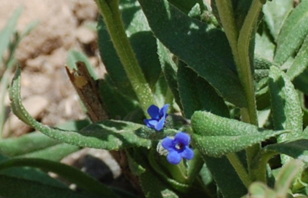 Pianta nel Tigrai (Etiopia): Anchusa affinis (Boraginaceae)